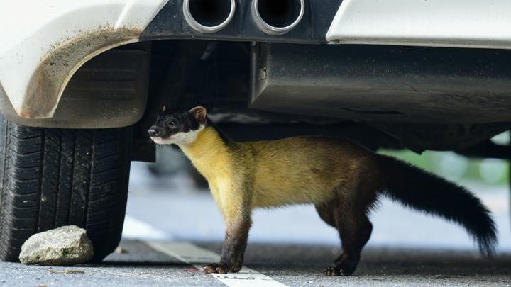 Sposób na kuny w samochodzie – jak skutecznie odstraszyć myszy, szczury i kuny?
