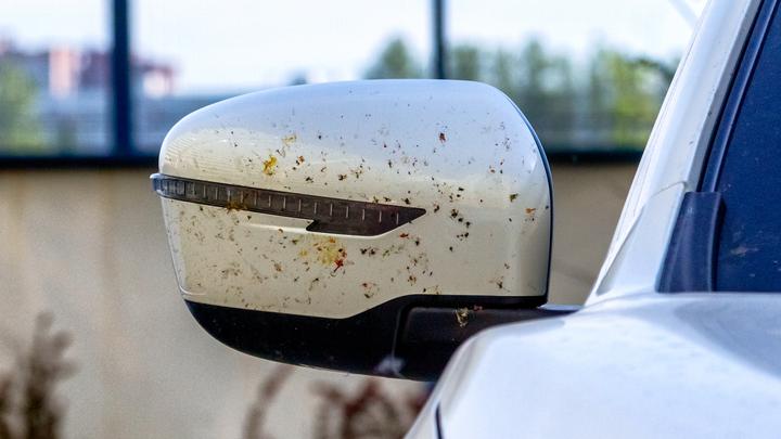 Największa zmora kierowców – owady! Jak się pozbyć niechcianych gości na karoserii? 